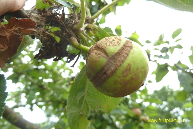 Bruine ring op appel Groniger kroon 28/06/2014